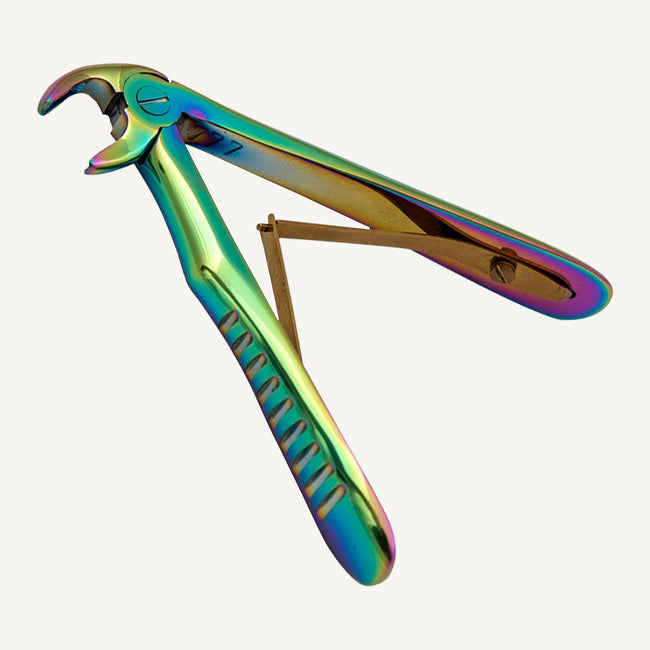 Lower Incisors And Canines