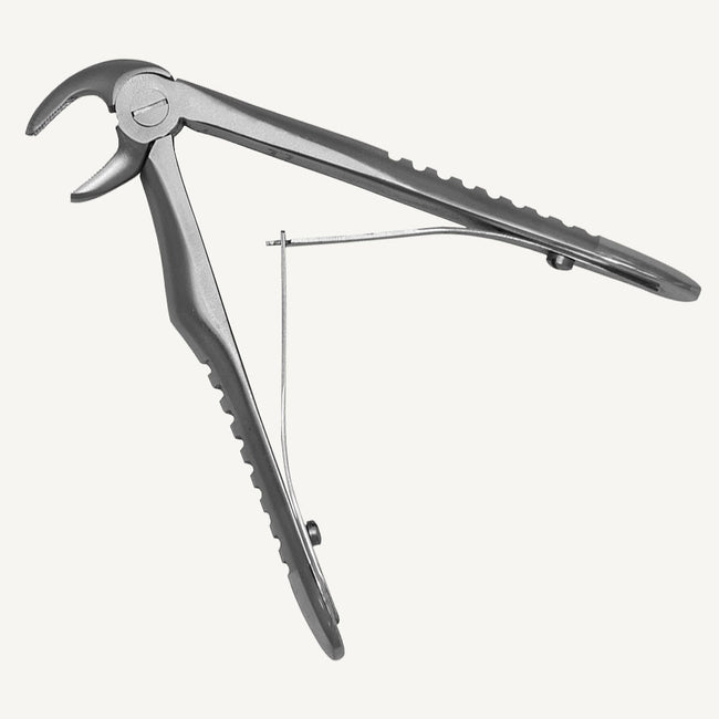 Lower Molars And Premolars